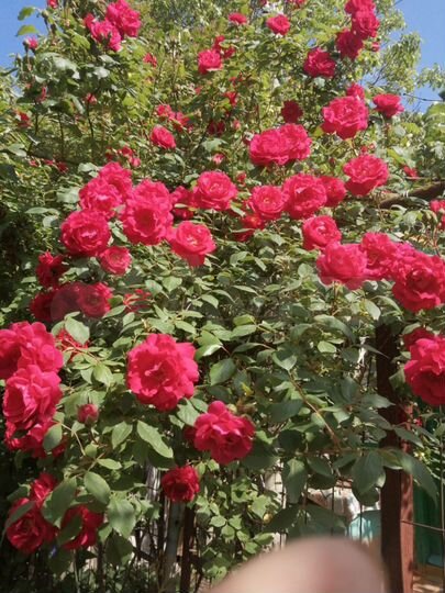 Дача 27 м² на участке 7 сот.