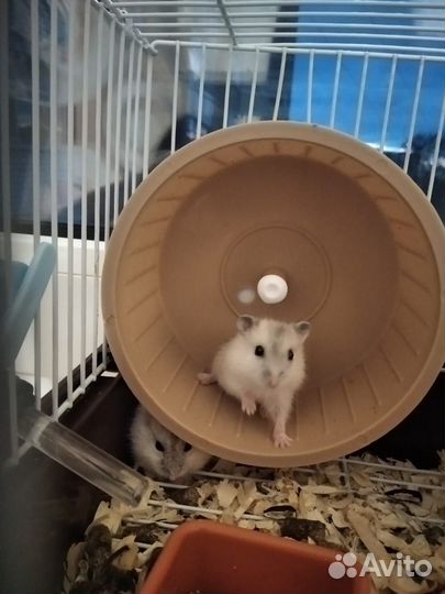 Джунгарский хомяк