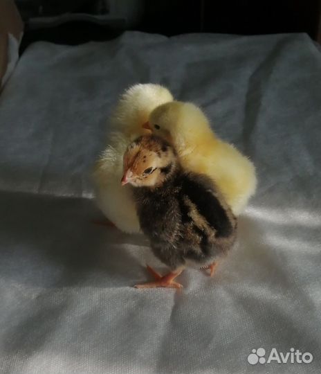 Гусята цыплята утята