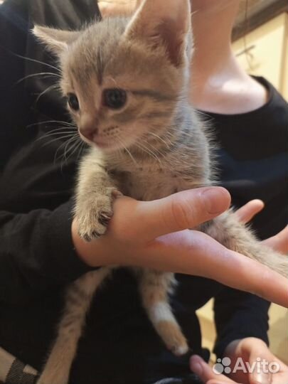 Котята