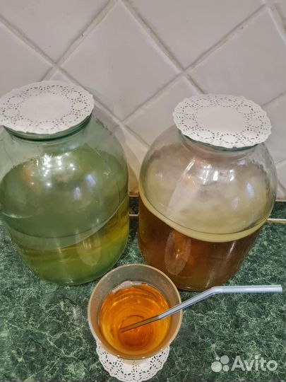 Чайный гриб камбуча