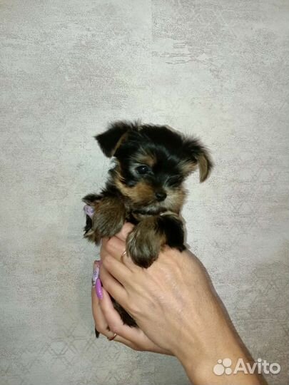 Йоркширский терьер щенки