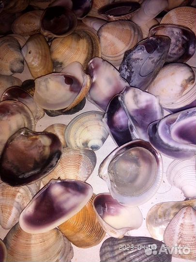 Мелкая морская ракушка