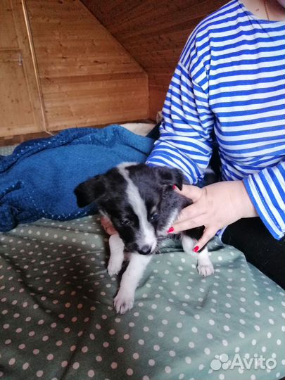 Щенки в добрые руки