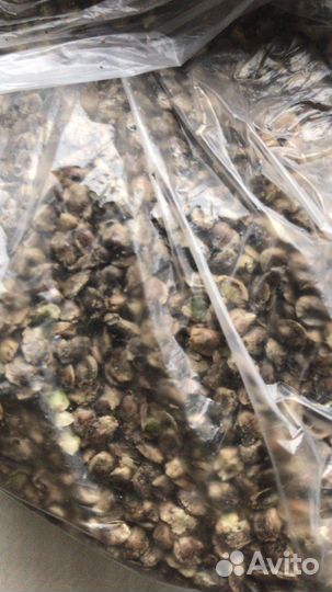 Жмых тиквенный