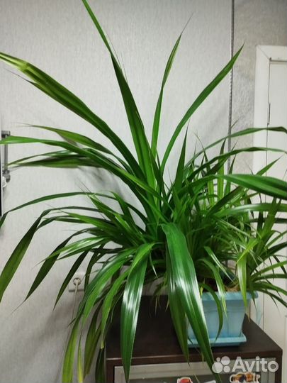 Пальма панданус