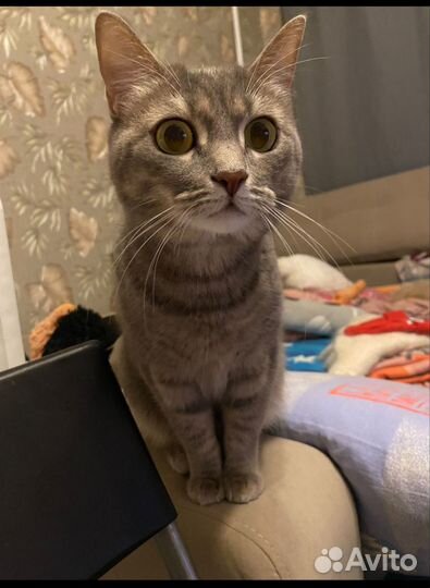 Кошка