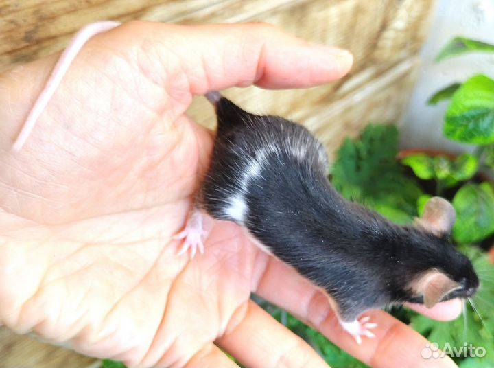 Мыши сатиновые Фокс Тан сплэш шоколад