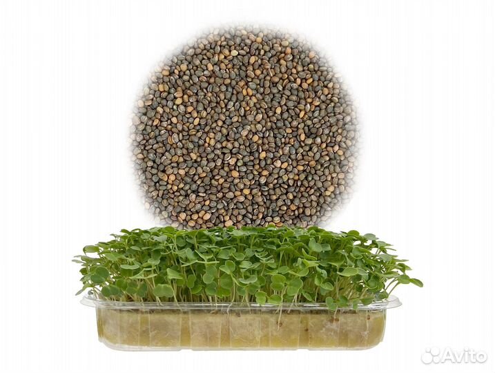 Семена Микрозелень от 50 грамм арт.0008