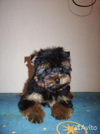 Мини малыши