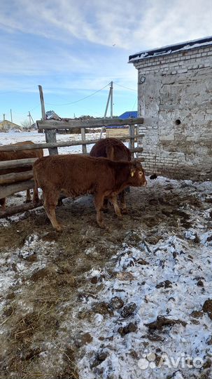 Быки породы лимузин на племя