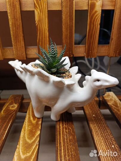 Суккуленты кактусы флорариум композиции