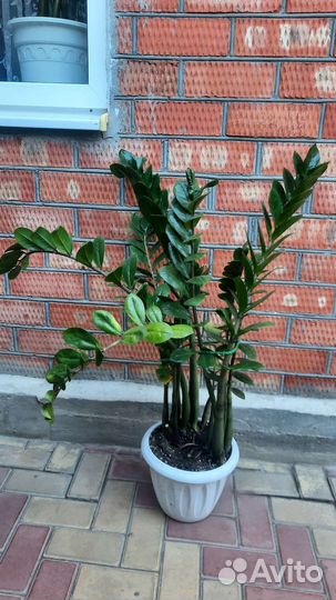 Замиокулькас