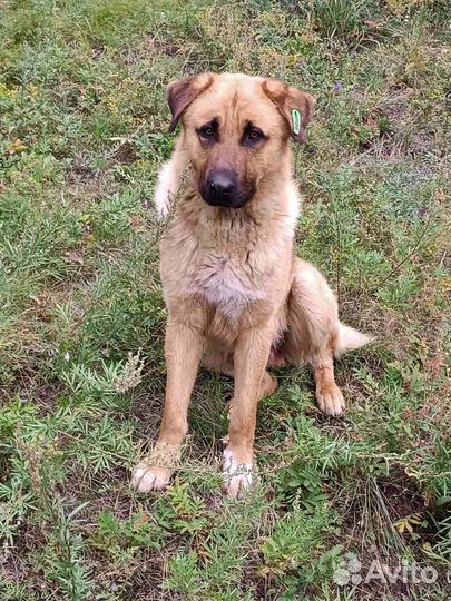 Собака для охраны в частный дом