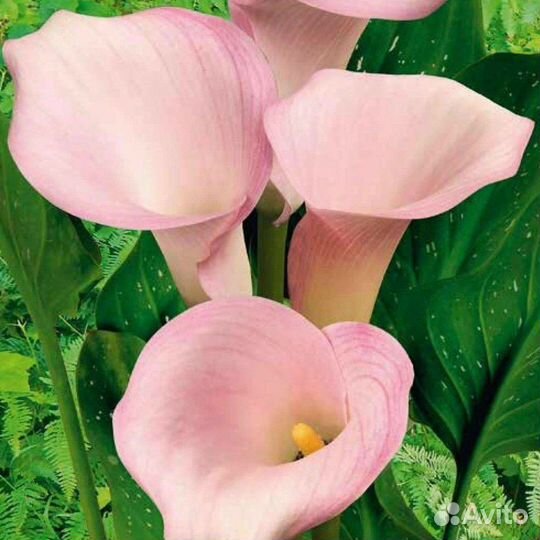 Луковицы каллы