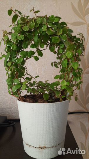 Комнатные цветы