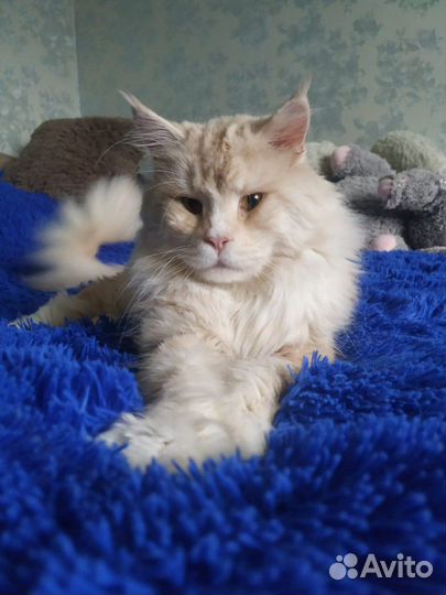 Кот Мэйн Кун для вязки