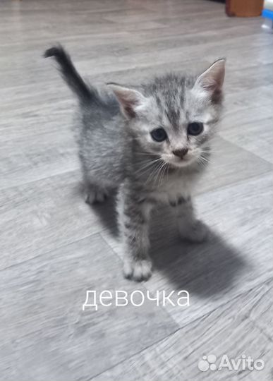 Отдам котят в добрые руки