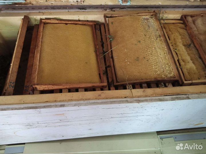 Суш Светлая