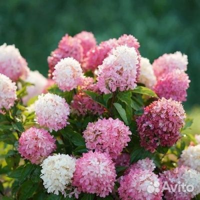 Гортензия метельчатая