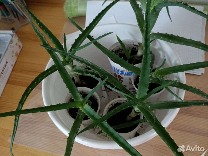 Кактусы и суккуленты