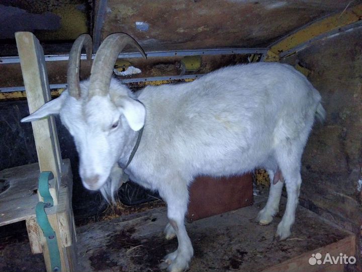 Зааненская коза