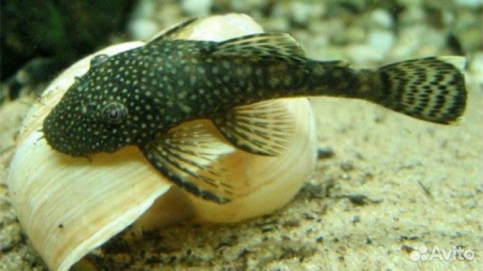 Рыбки, улитки