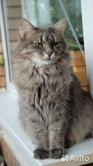 Никки ищет дом