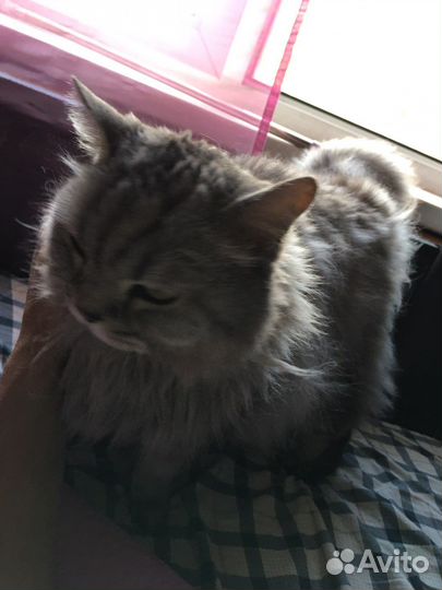 Котик Мартин 13 лет шотландец