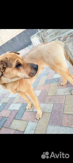 Собачуля Альма /метиска шарпейская