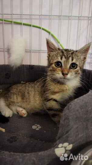 Котёнок кошечка