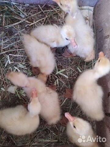 Гусята суточные Линда