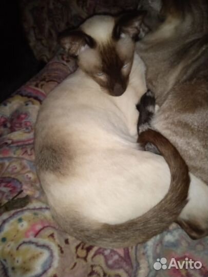 Ориентальный кот вязка