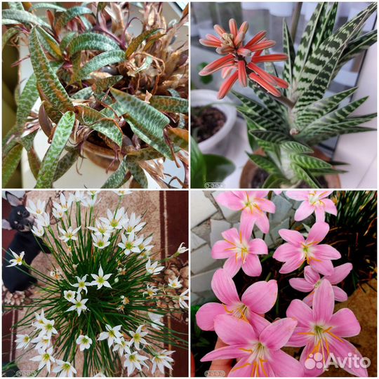 Ледебурия, Зефирантес, Алоэ тигровый, Каллизия