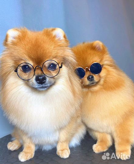 Груминг шпицев