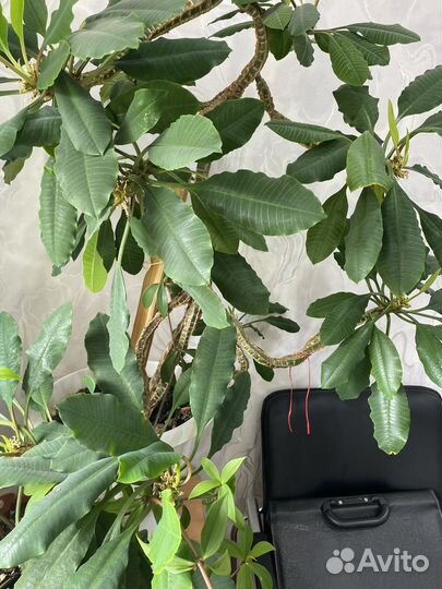 Молочай беложильчатый