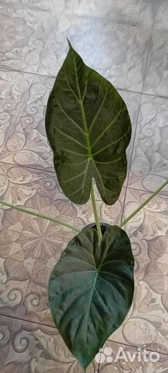 Алоказия Регал Шилдс