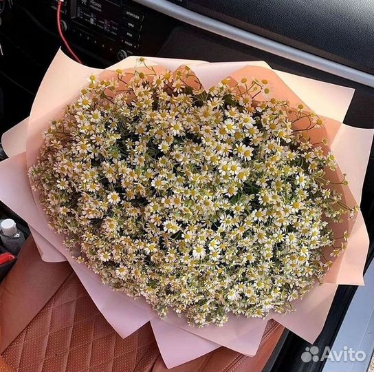 Цветы ромашки