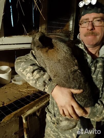 Кролики мясных пород