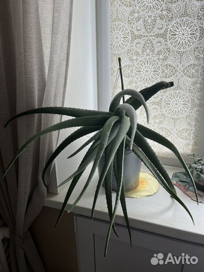 Алое столетник вера