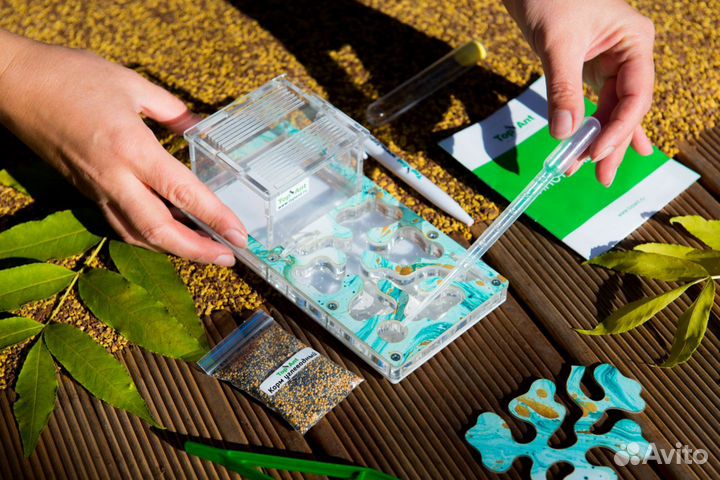 Муравьиная ферма