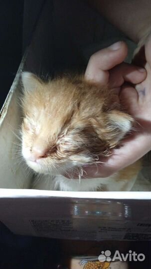 Рыжий котенок в добрые руки