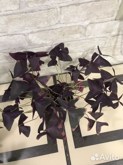 Оксалисы (Кислица) Зефирантес