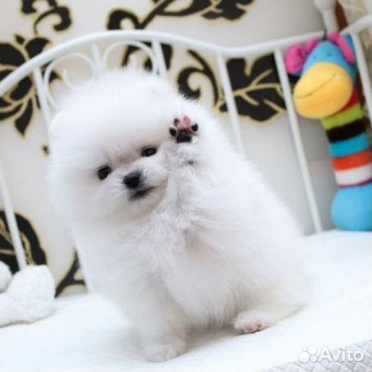 Померанские Шпицы белые и цветные, мини и стандарт