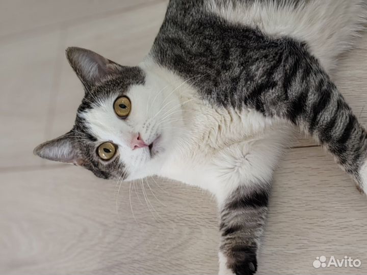 В добрые руки Люси