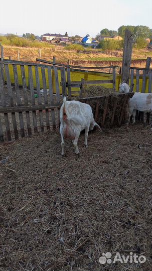 Продам коз нубийки