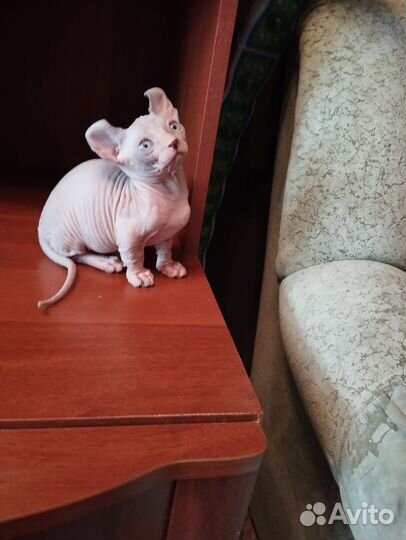 Канадский сфинкс эльфы, двельфы