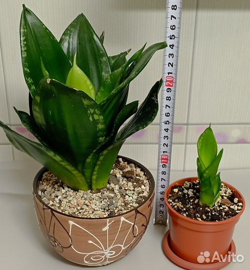 Сансевиерия сортовая