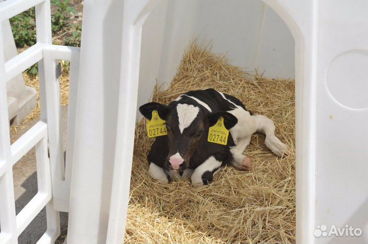 Индивидуальные домики для телят. Групповые домики