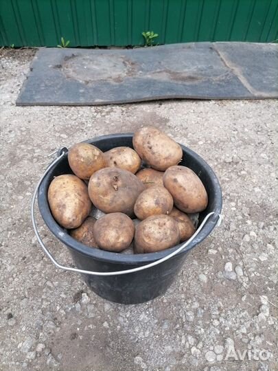 Картофель домашний